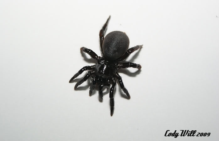 Ummidia sp.