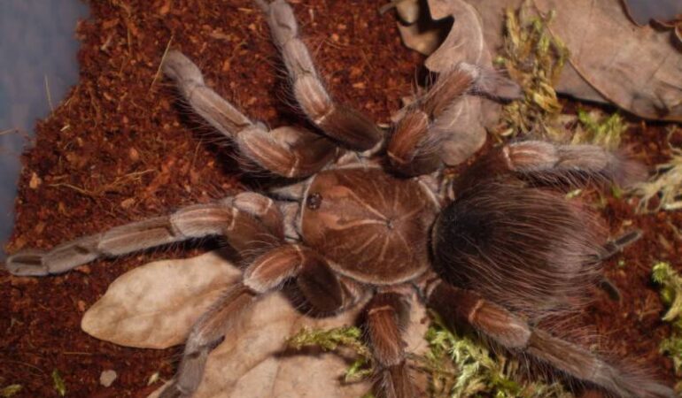 Pamphobeteus platyomma – ptasznik