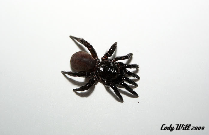 Idiops sp.