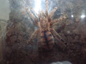 Avicularia minatrix – ptasznik