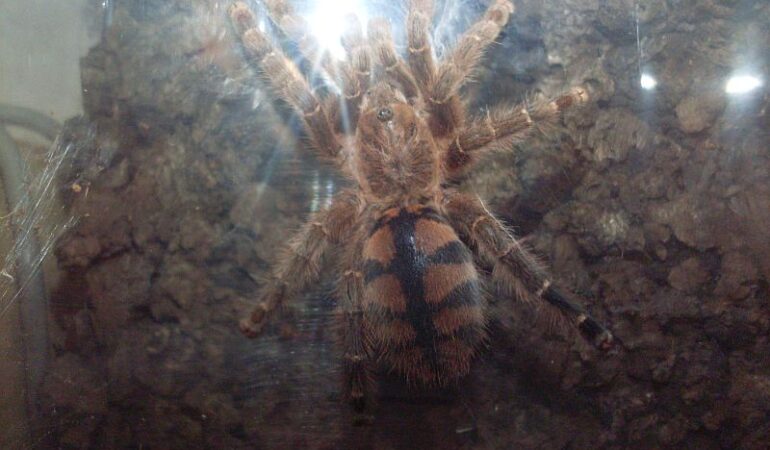 Avicularia minatrix – ptasznik
