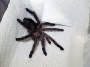 Avicularia purpurea – ptasznik