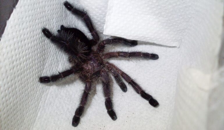 Avicularia purpurea – ptasznik