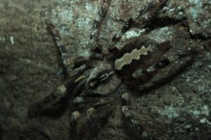 Poecilotheria striata – ptasznik