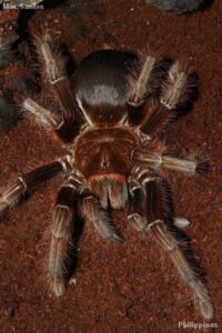 Theraphosa apophysis – ptasznik