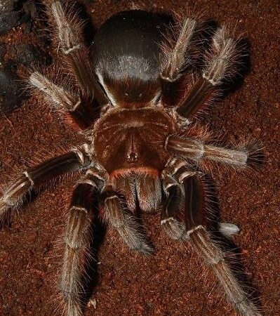Theraphosa apophysis – ptasznik