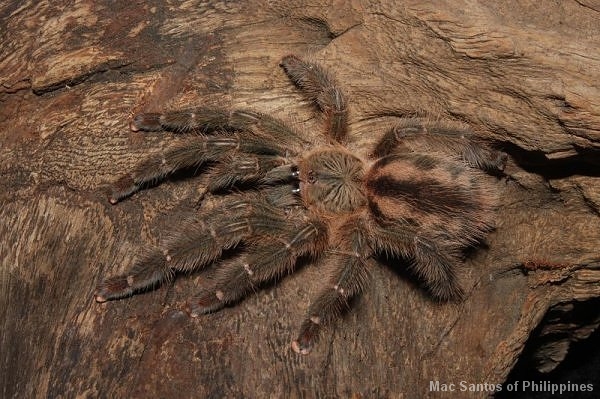 Iridopelma sp. Recife – ptasznik