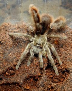 Eucratoscelus pachypus – ptasznik