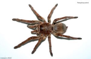 Theraphosa stirmi – ptasznik