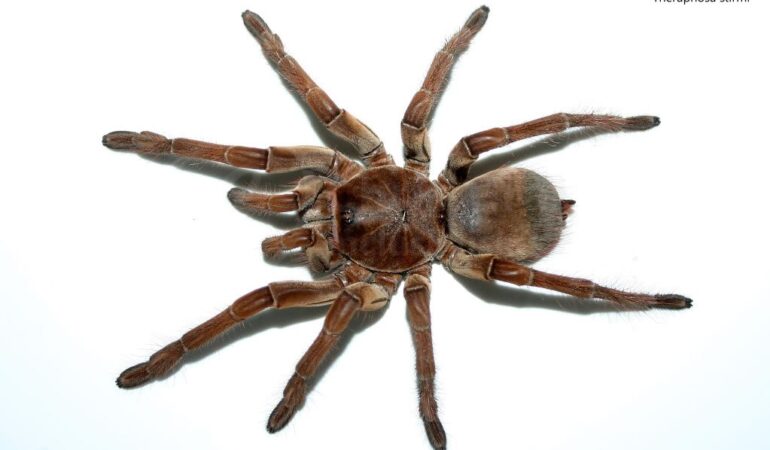 Theraphosa stirmi – ptasznik