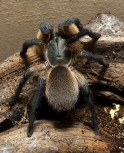 Monocentropus balfouri – ptasznik
