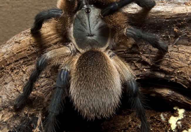 Monocentropus balfouri – ptasznik