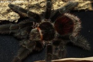 Grammostola iheringi – ptasznik