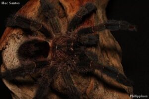 Ybyrapora diversipes – ptasznik
