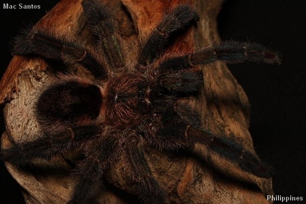 Ybyrapora diversipes – ptasznik
