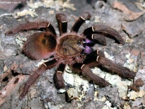 Ephebopus cyanognathus – ptasznik