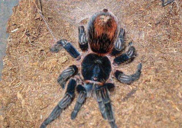 Thrixopelma cyaneolum – ptasznik