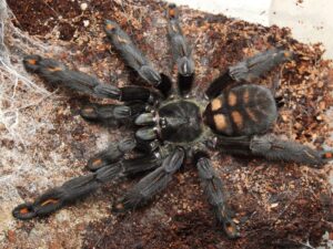 Psalmopoeus irminia – ptasznik