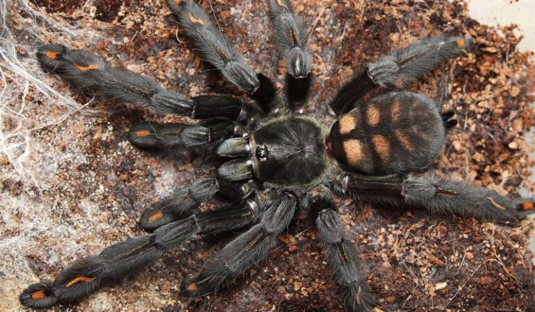 Psalmopoeus irminia – ptasznik