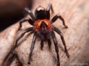 Cyriocosmus elegans – ptasznik
