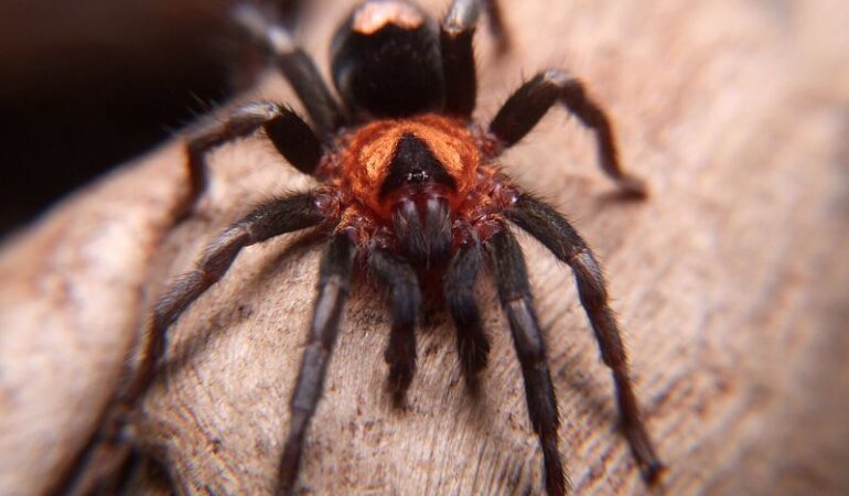Cyriocosmus elegans – ptasznik