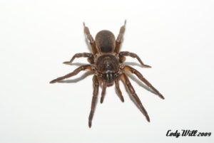Cyphonisia sp. 'Brown’
