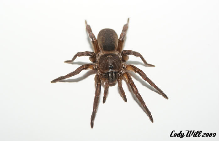 Cyphonisia sp. 'Brown’