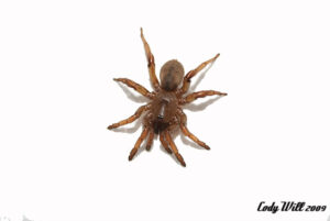 Aptostichus sp. nov