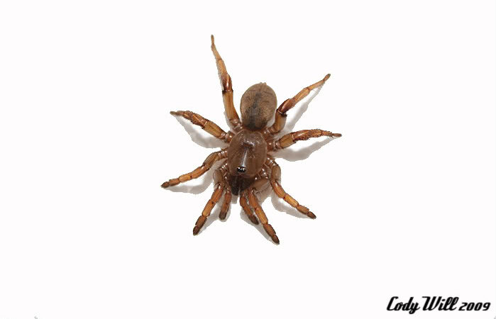 Aptostichus sp. nov