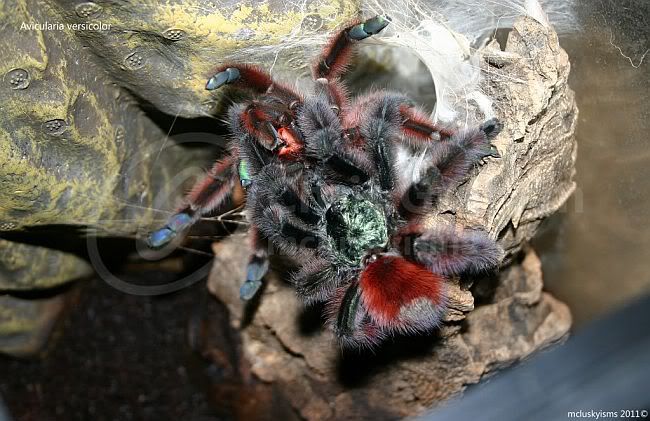 Caribena versicolor – ptasznik