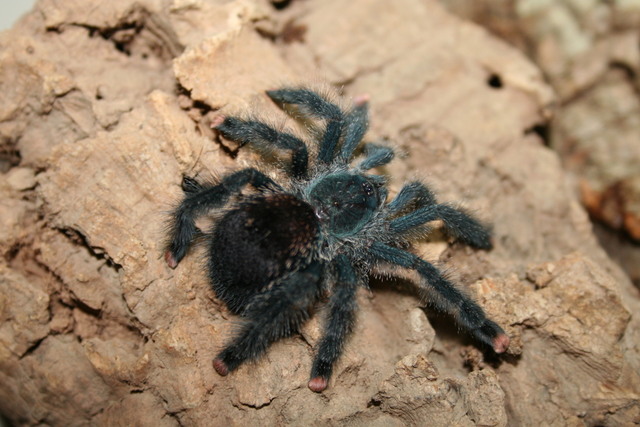 Avicularia metallica – ptasznik
