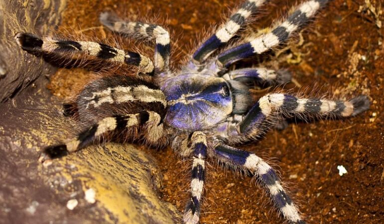 Poecilotheria formosa – ptasznik