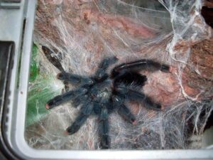 Avicularia velutina – ptasznik