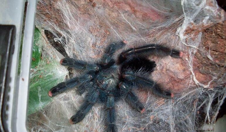 Avicularia velutina – ptasznik