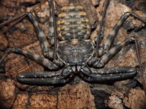 Damon variegatus