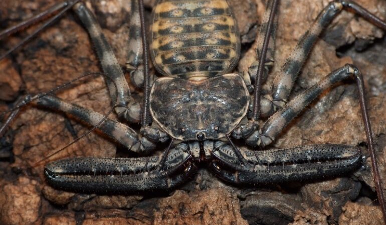 Damon variegatus