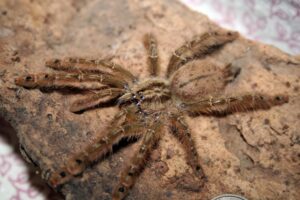 Stromatopelma calceatum – ptasznik