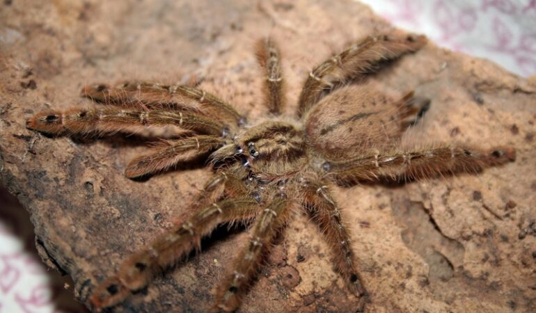 Stromatopelma calceatum – ptasznik